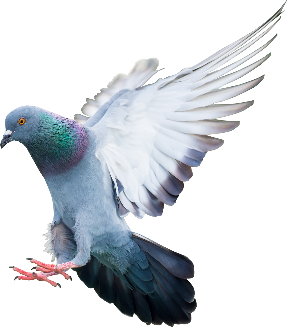  Large Pigeon Droppings Scraper Bird Poop Remover