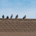 Pigeons on the dirty roof.
