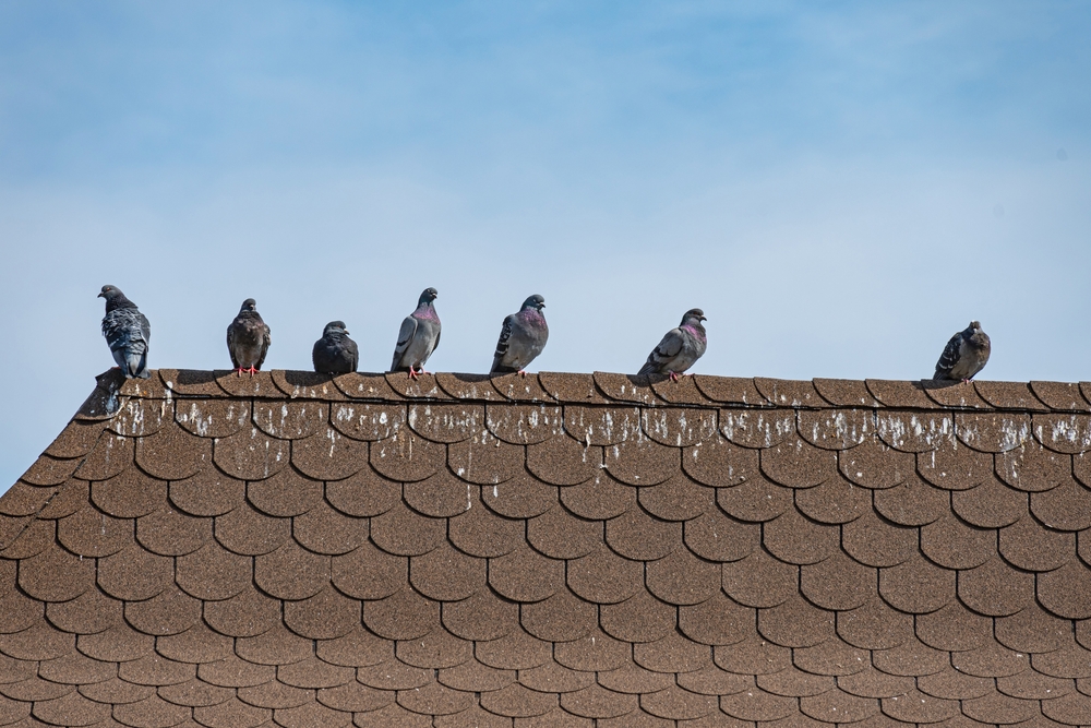 Pigeons on the dirty roof.